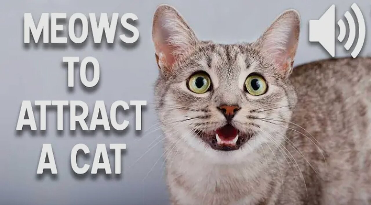 Sounds that attract cats - Meow to make cats come to you