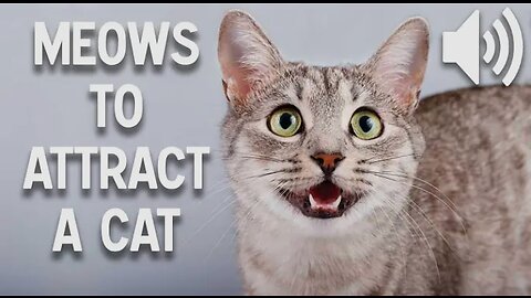 Sounds that attract cats - Meow to make cats come to you