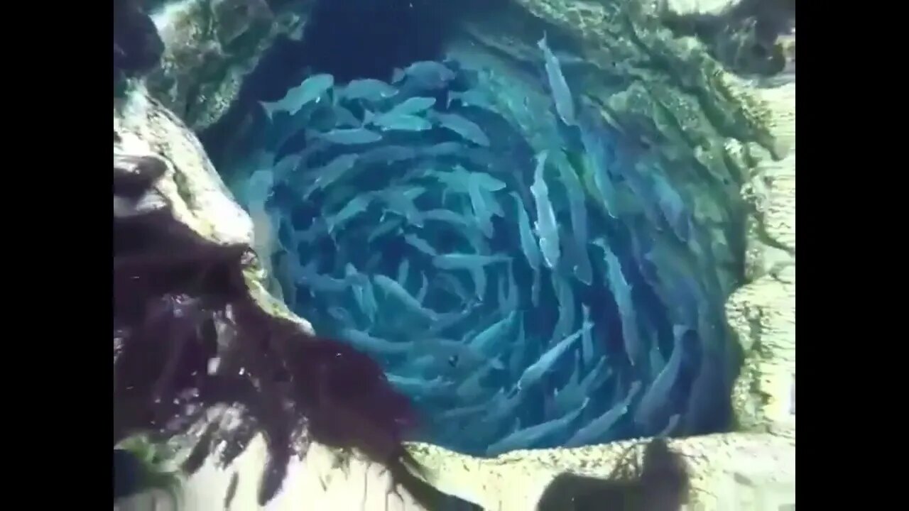 Into The Shark Infested Abyss