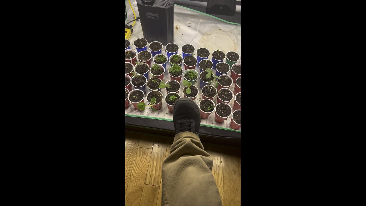 New garden update nana glue Squareone genetics