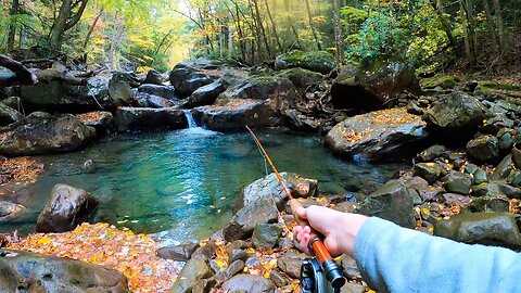 The Most Beautiful Fish on Earth Live Here!! (Creek Fishing for Brook Trout)