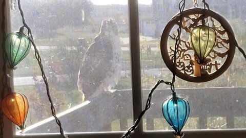 Red tail Hawk comes for Halloween! 2020