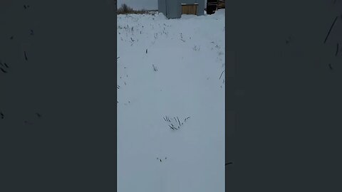 Weekend Farming on ICE🥶|#winter #farming #water #viral #chicken #animals #agriculture #video #vlog