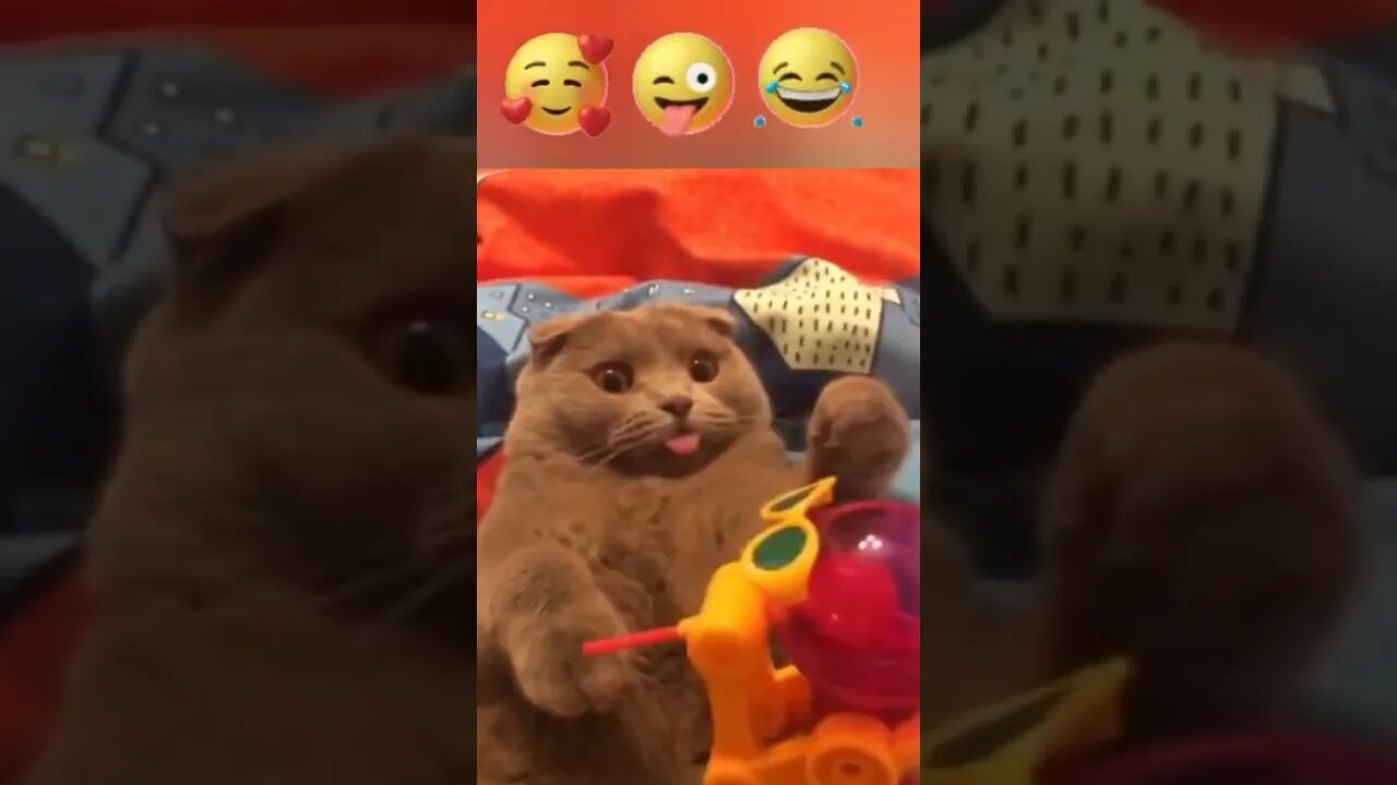 #shorts Смешные Коты Из Тик Тока 271 Funny Cats From Tiktok