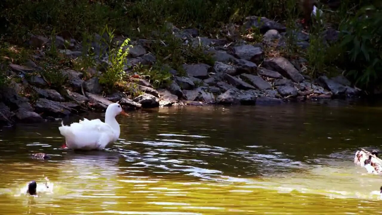 White Duck Is In Lake