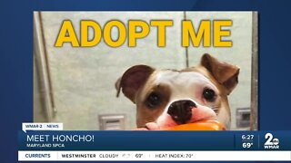 Honcho the dog is up for adoption at the Maryland SPCA