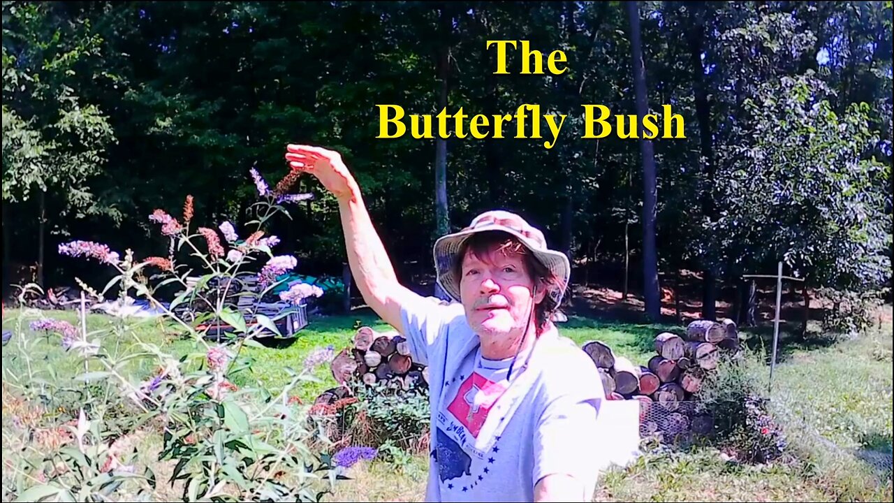 The Butterfly Bush