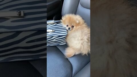 cute dog video #shorts #short #dog