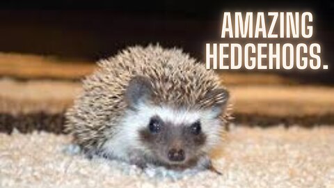 Amazing hedgehogs.