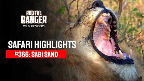 Safari Highlights #366: 25 - 28 Sep 2015 | Sabi Sand Nature Reserve | Latest Wildlife Sightings