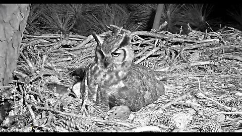 Barred Owls Heard Off Cam 🦉 2/25/22 04:28