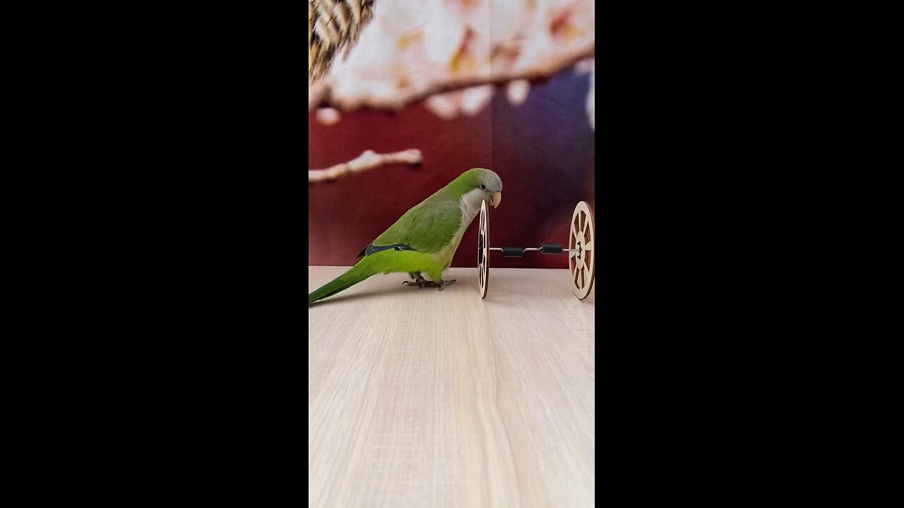 Funny and clever parrot❤️❤️