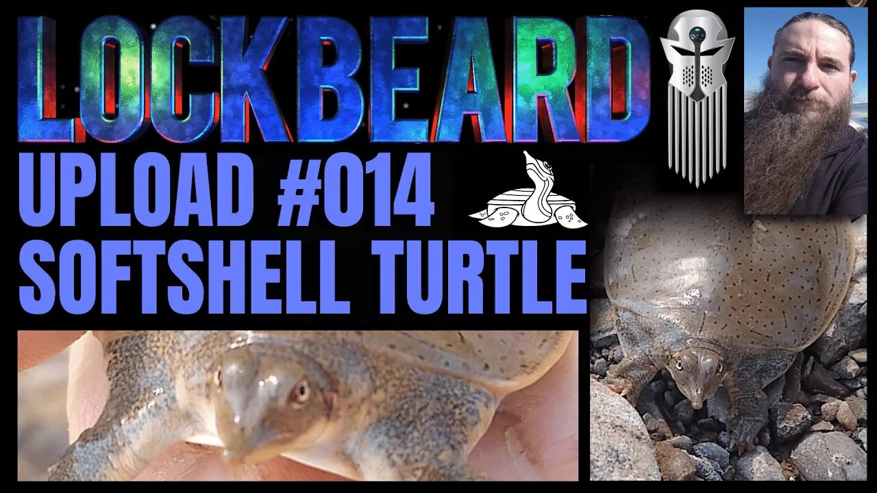 UPLOAD #014 Softshell Turtle