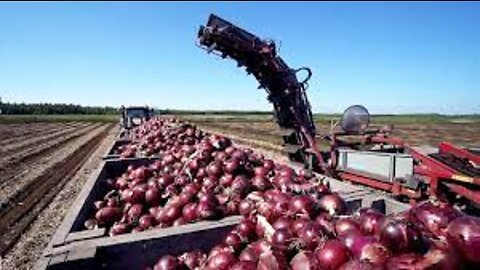 World Modern Agriculture Technology - Broccoli, Cabbage, carrot, onion Harvesting machine 2022