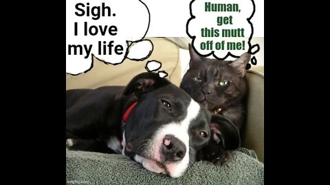 Lol funny cute ❤ dogs 🐶 and cats 🐱