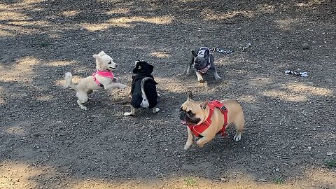 Ladybug, Turbeau and Frankie Playing with a New Puppy Friend