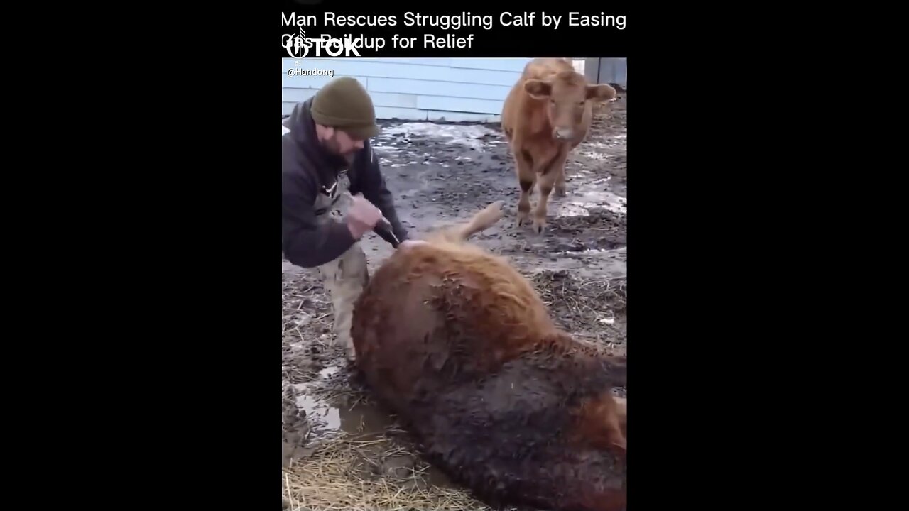 VETERINARY RESCUE CALF👨‍🌾🐂👨‍⚕️WITH BLOATED STOMACH👨‍⚕️🐂💫