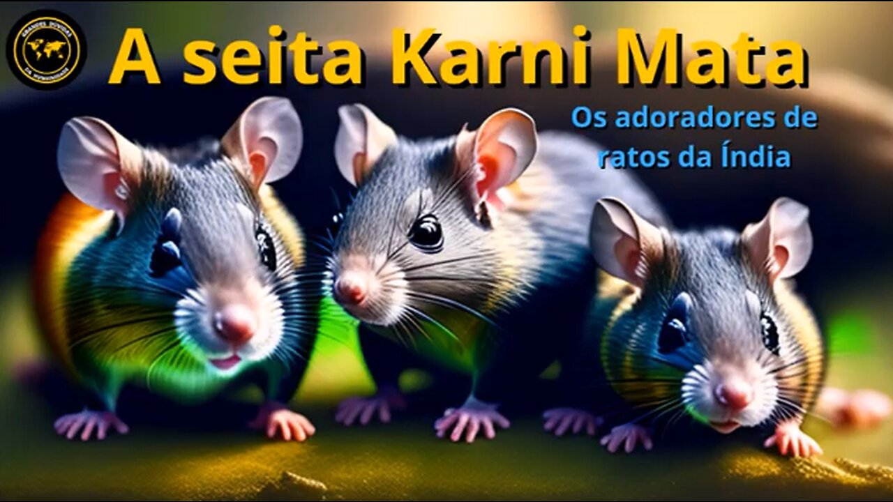 CONHEÇA A SEITA KARNI MATA - Os adoradores de ratos da Índia