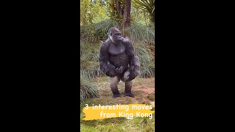 Three interesting moves from King Kong #fun #funny #laugh #laughing #happy #animal #animals