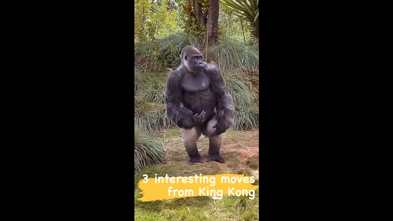 Three interesting moves from King Kong #fun #funny #laugh #laughing #happy #animal #animals
