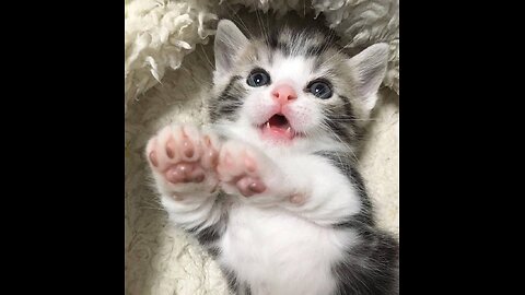 My cat is really attractive!🤎😍