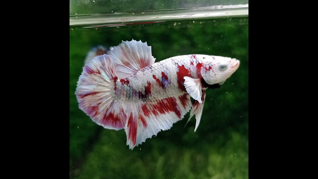 Betta Barongsai new colors