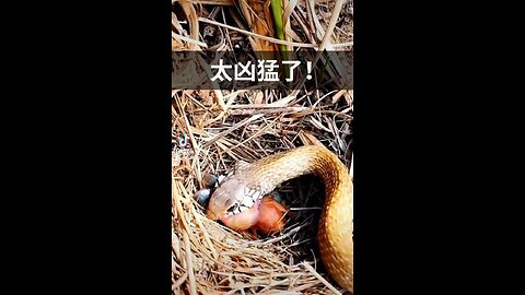 Snake eat bird babies