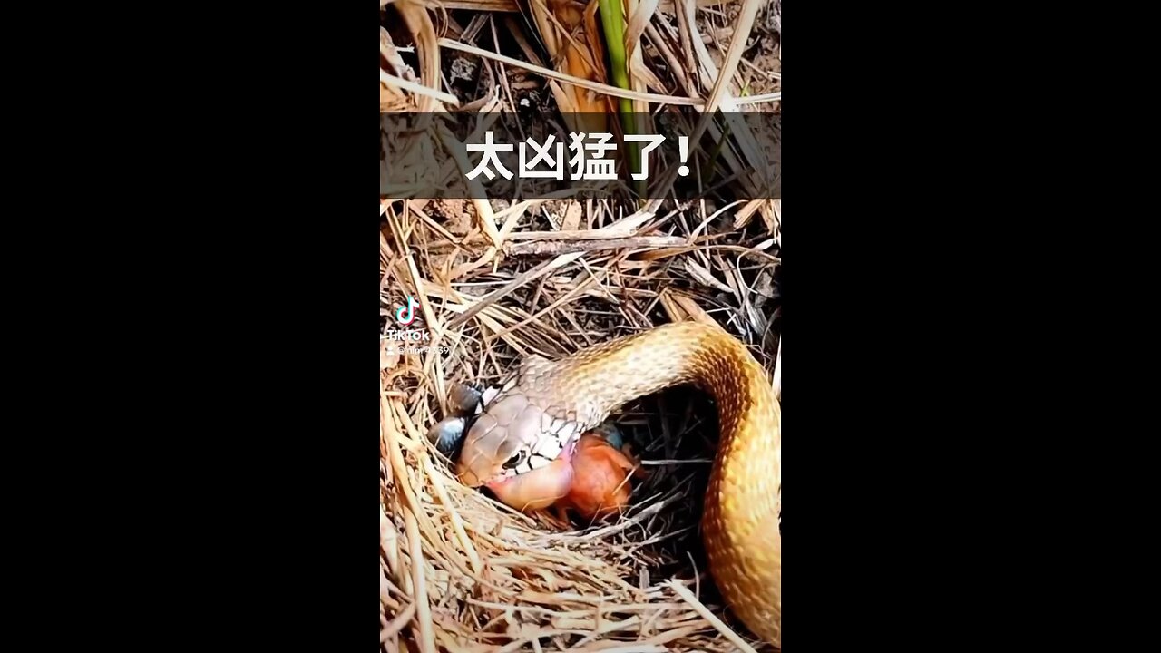 Snake eat bird babies