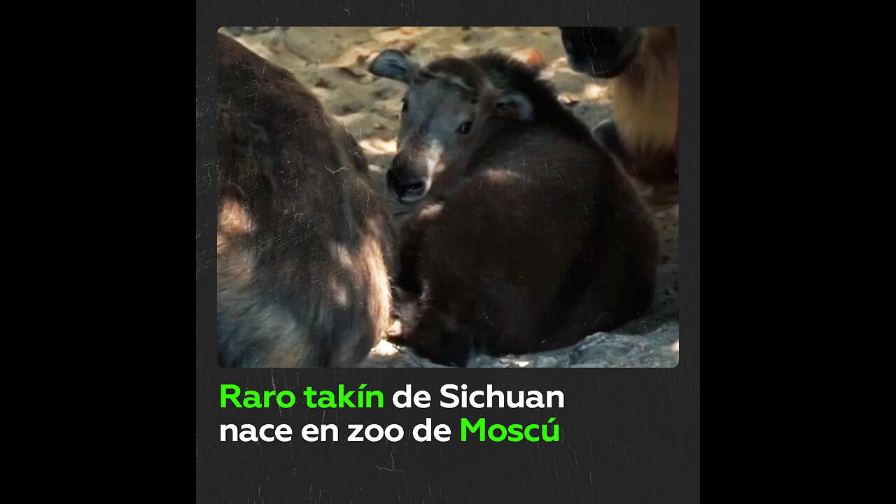 Nace en el zoo de Moscú una cría de un raro takín de Sichuan