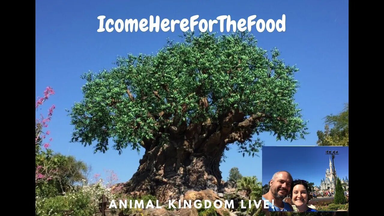 Christmas is coming to Disney's Animal Kingdom!?!! what's new! Livestream! #disney #animalkingdom