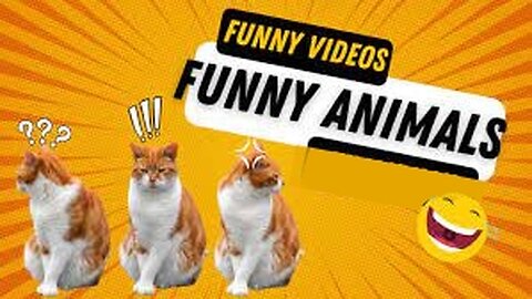 Too funny activities of cats I had ever seen🤣