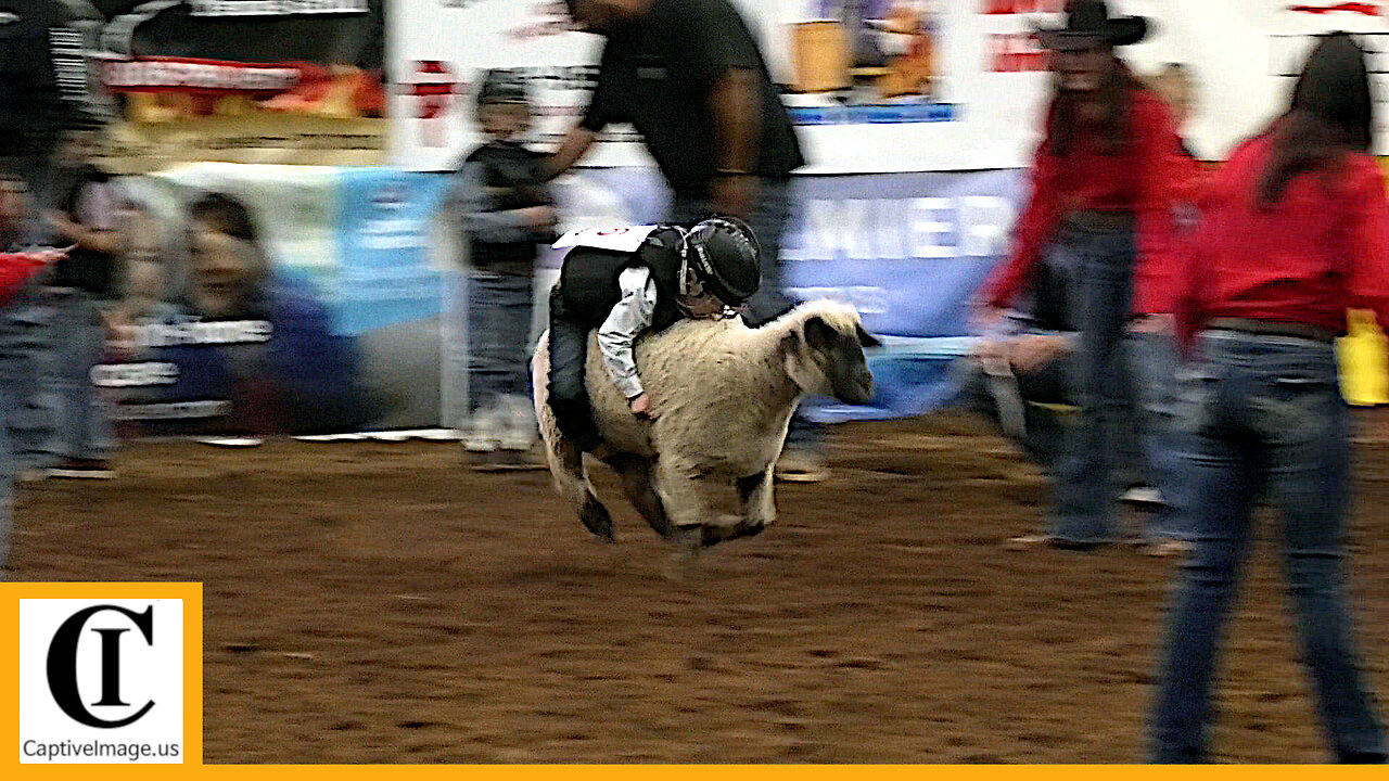 Mutton Bustin'' 🦙 2023 ABC Pro Rodeo | Saturday Matinee