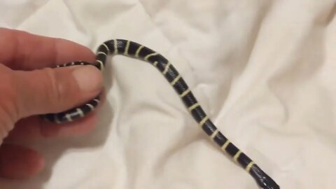 Meet Leslie - NEW BABY Califoria King Snake -- She's NEW!!