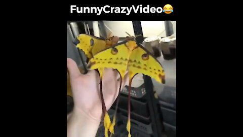 Mr FunnyCrazyVideo😂 Just Incredible Video Funny and Crazy #Like Follow for Follow 🥰