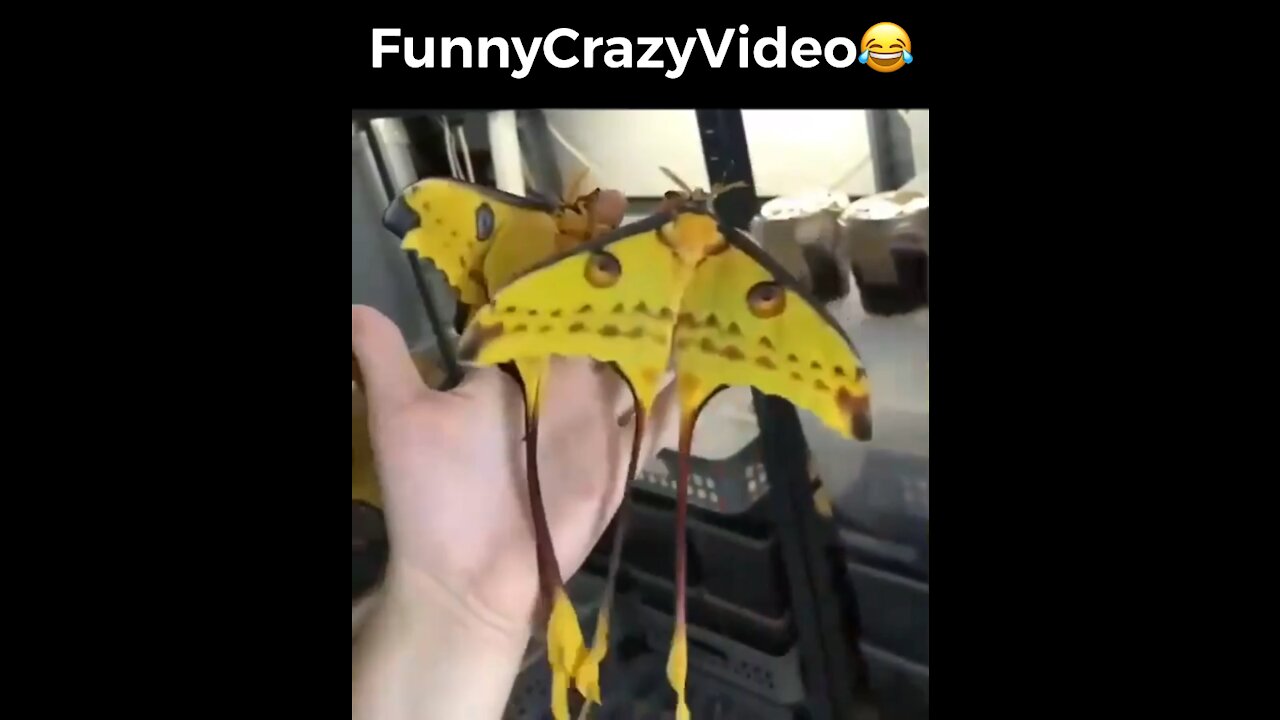 Mr FunnyCrazyVideo😂 Just Incredible Video Funny and Crazy #Like Follow for Follow 🥰