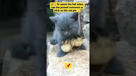 cute cat videos 😹funny videos 😂1414😻#shorts #catvideos #funnycatsvideos #cat #funny_cat #cutecat