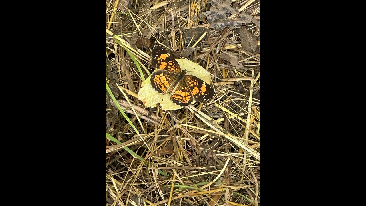 Mark Twain National Forest Butterflies +