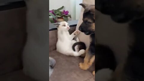 🐕 German Shepherd Puppy and 🐈 Kitten Playing #shorts