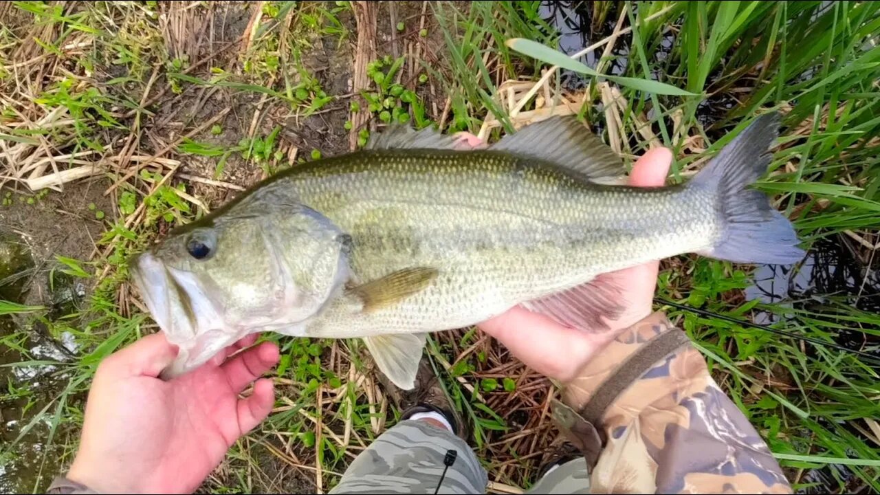 Schooling Largemouth! All In One Spot!