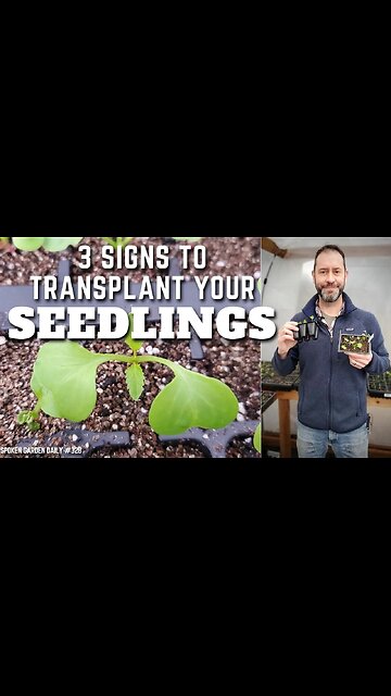 🌱 When to Transplant Seedlings (Look for These 3 Signs) #shorts | Winter Seed Sowing - SGD 328 🌱