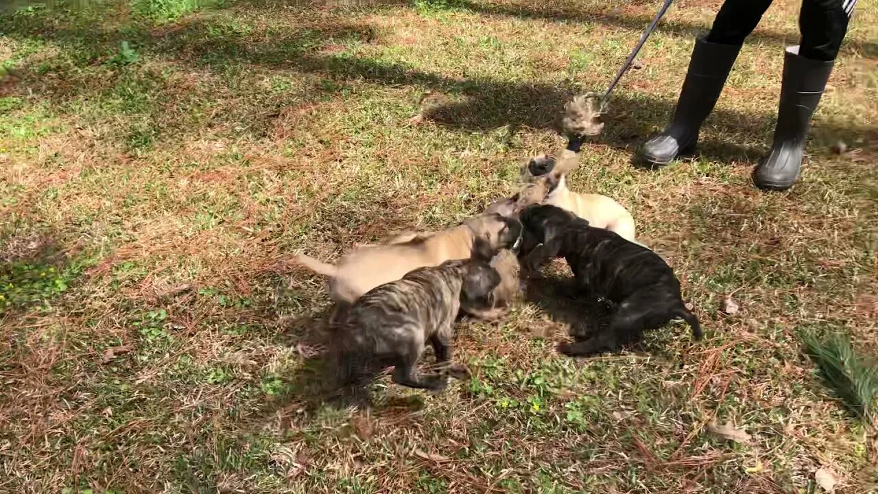 Scratch x Jazz pups at 6 & 1/2 weeks