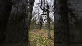 Tall tree on a hiking trail in Canada