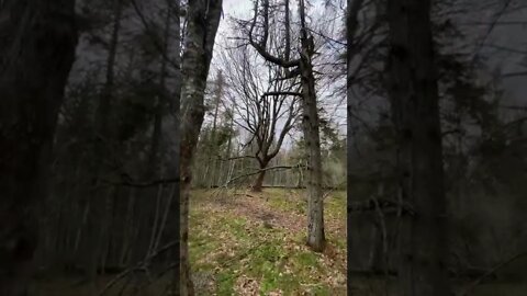 Tall tree on a hiking trail in Canada