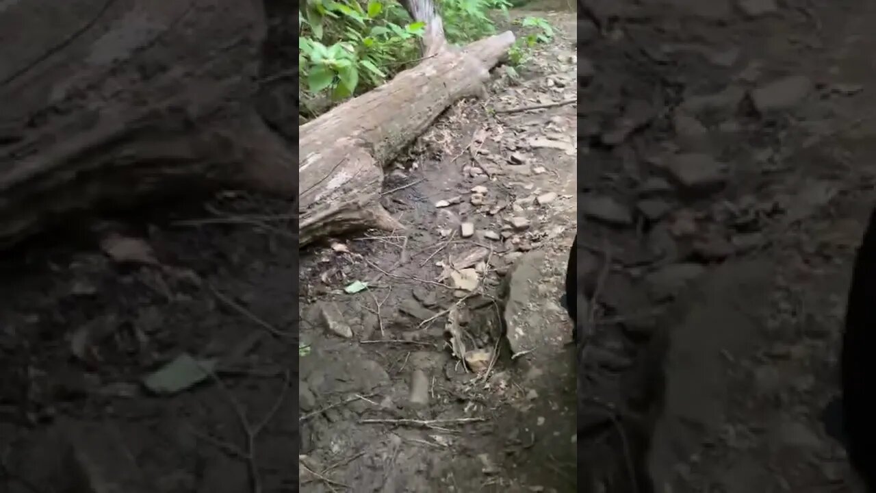 Tiger attack