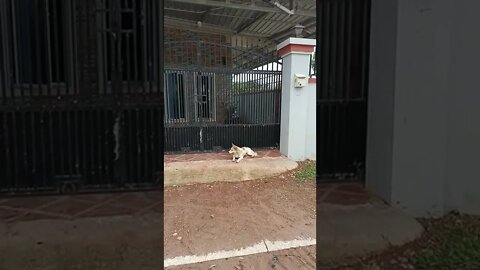 Cute dog #shorts #siemreap2022