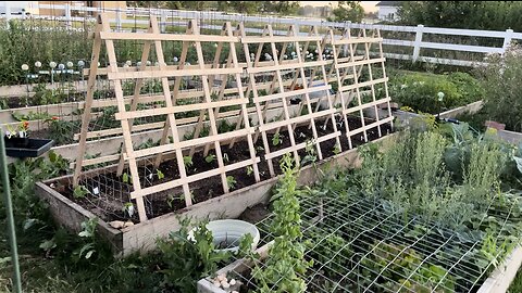 Cucumbers are Transplanted and Trellis is Installed