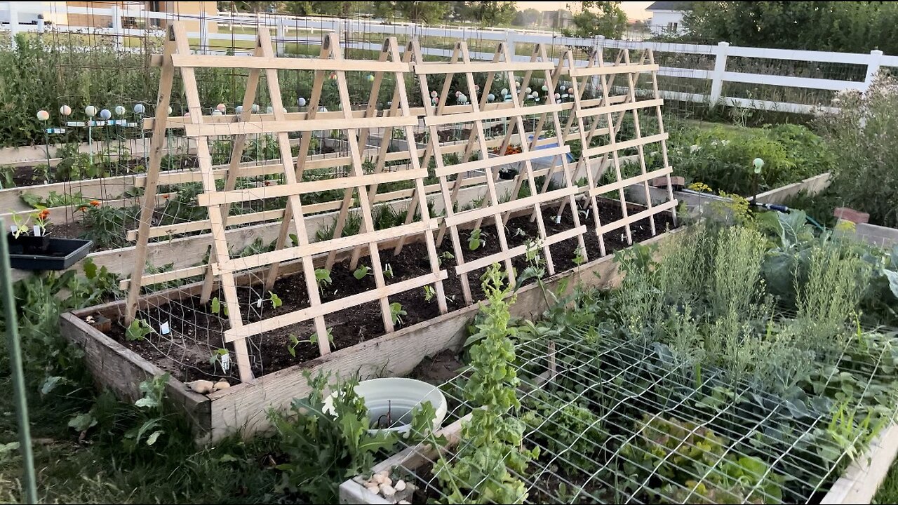 Cucumbers are Transplanted and Trellis is Installed