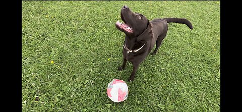 Labrador Playing