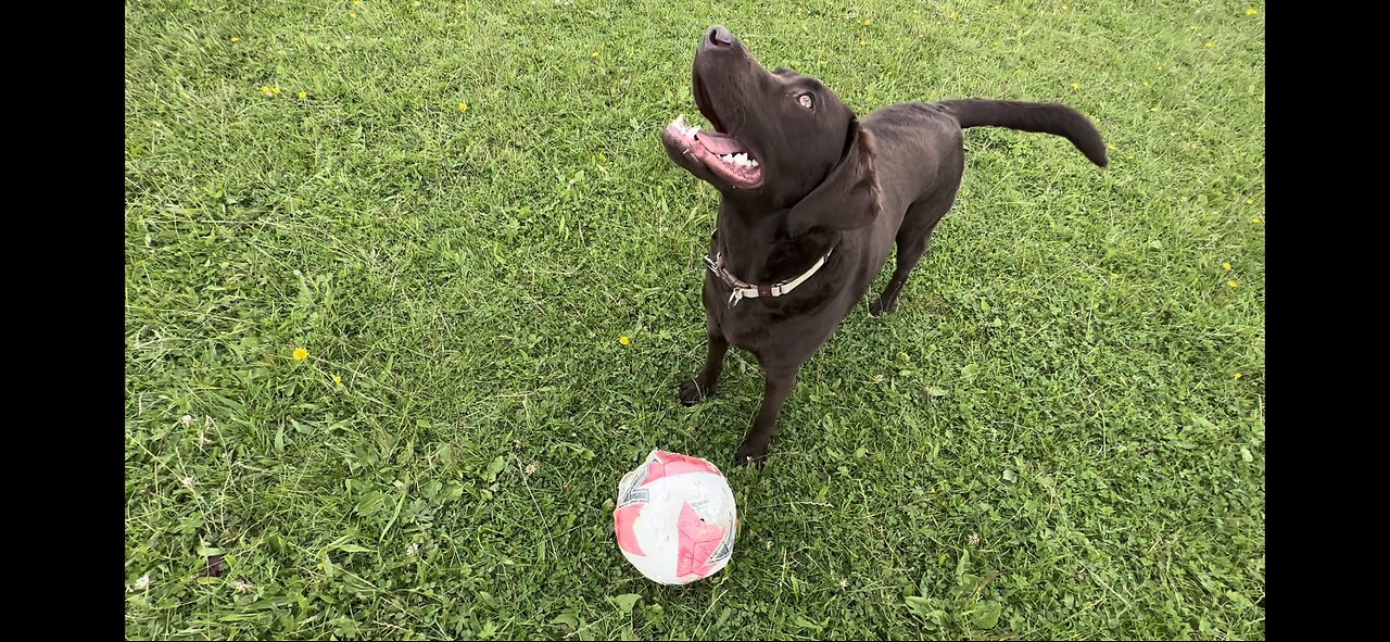 Labrador Playing