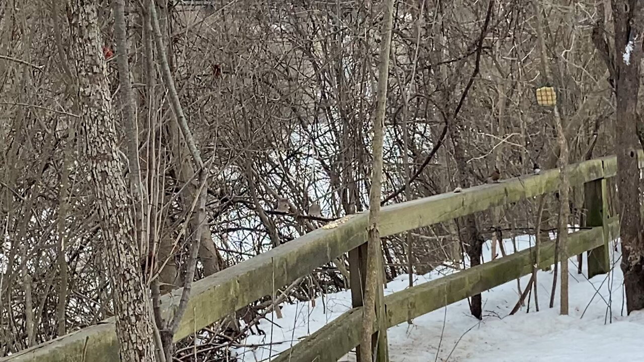 Bird sanctuary James Gardens Toronto